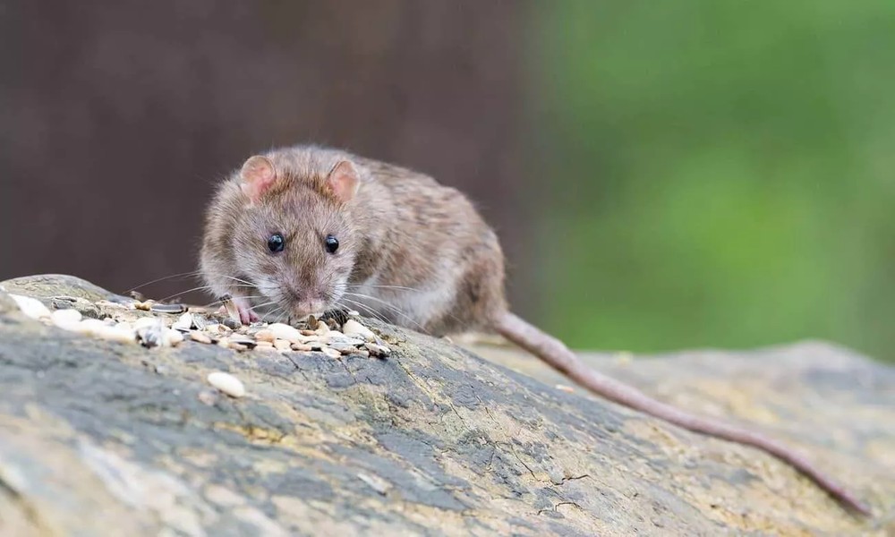Why Fall Is Prime Time for Rodent Infestations in Temecula Valley Homes