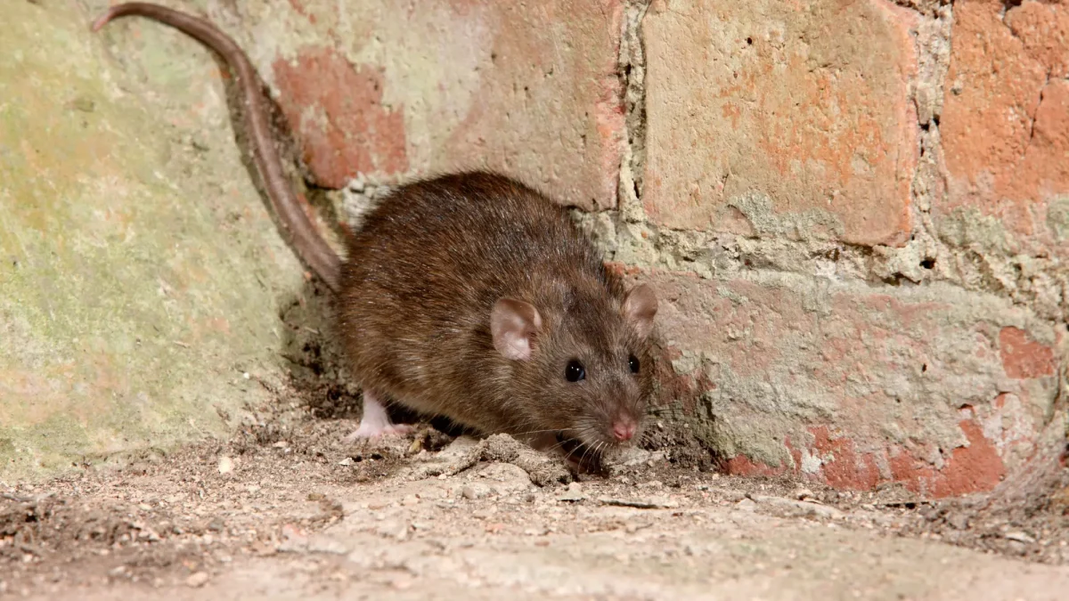 The Types of Damage Rats Can Cause to Homes in Plano