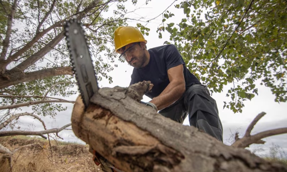 Choose the Right Tree Replacements for Your Landscape