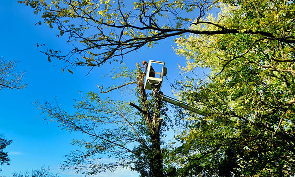 The Connection Between Tree Health and Property Safety