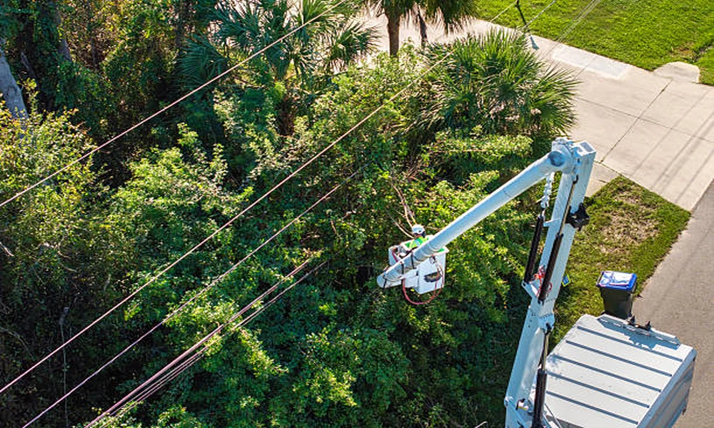 Emergency Tree Service Protocols: What to Do Immediately After Storm Damage by Joel’s Pro Tree Service
